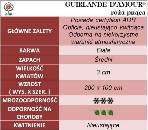 Guirlande d'Amour róża pnąca gł. zal.